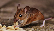 Find Exterminators in Kidder County